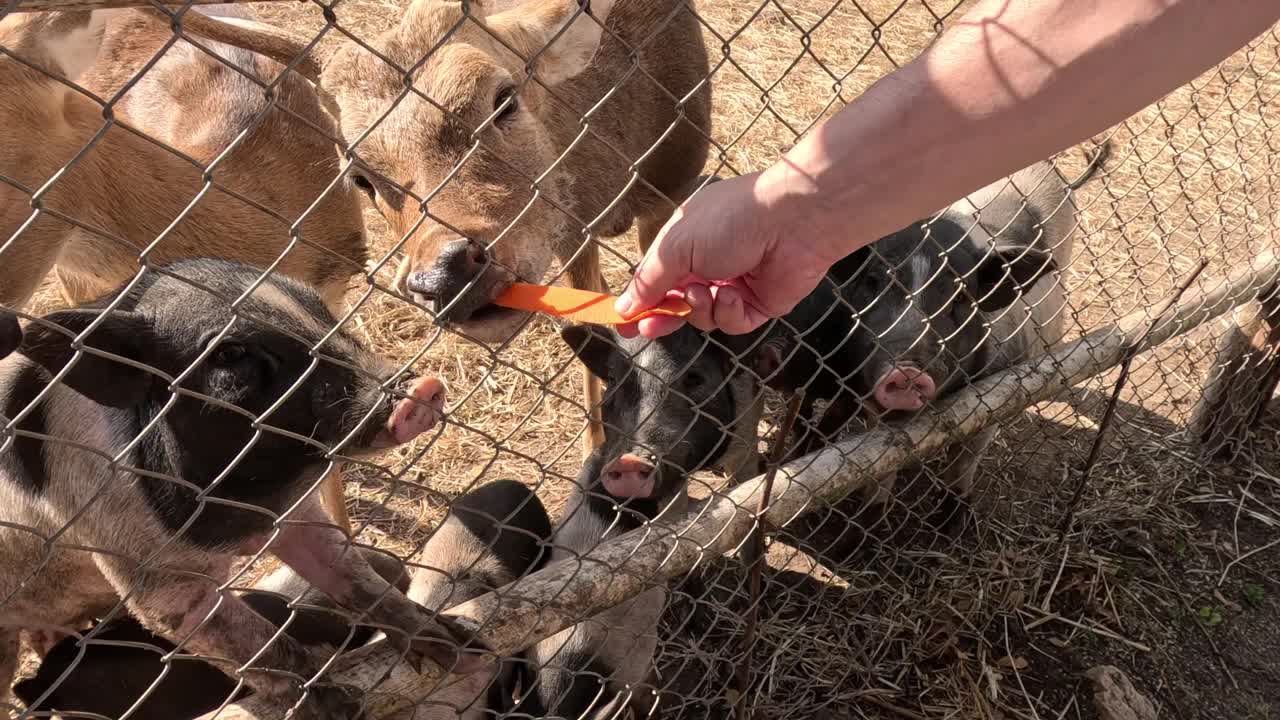 猪圈喂食时间视频素材