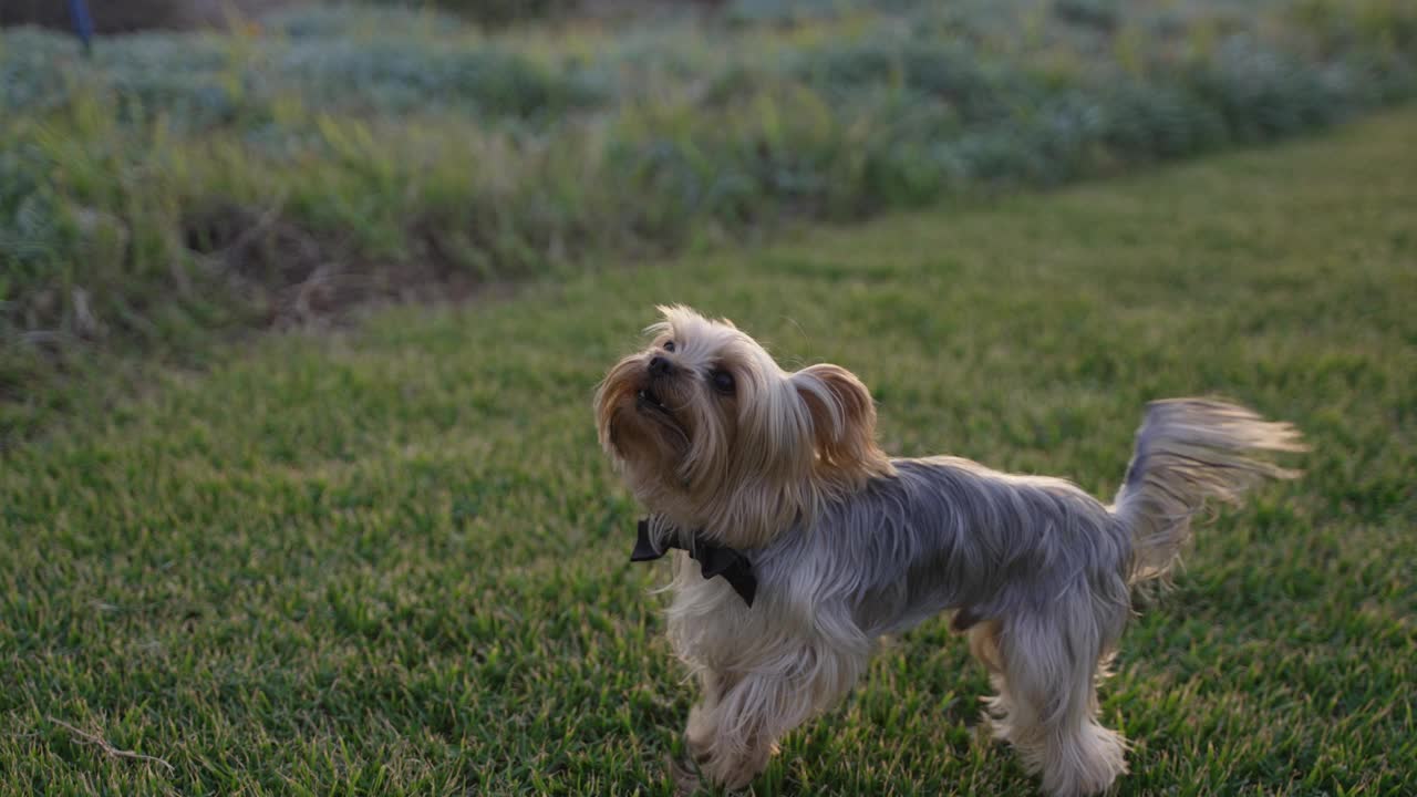 一只小猎犬戴着黑色的领结，在草地上蹦蹦跳跳地叫着。视频素材