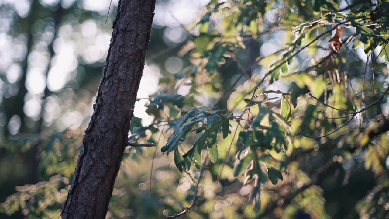 森林中被阳光照射的树干和树叶视频素材