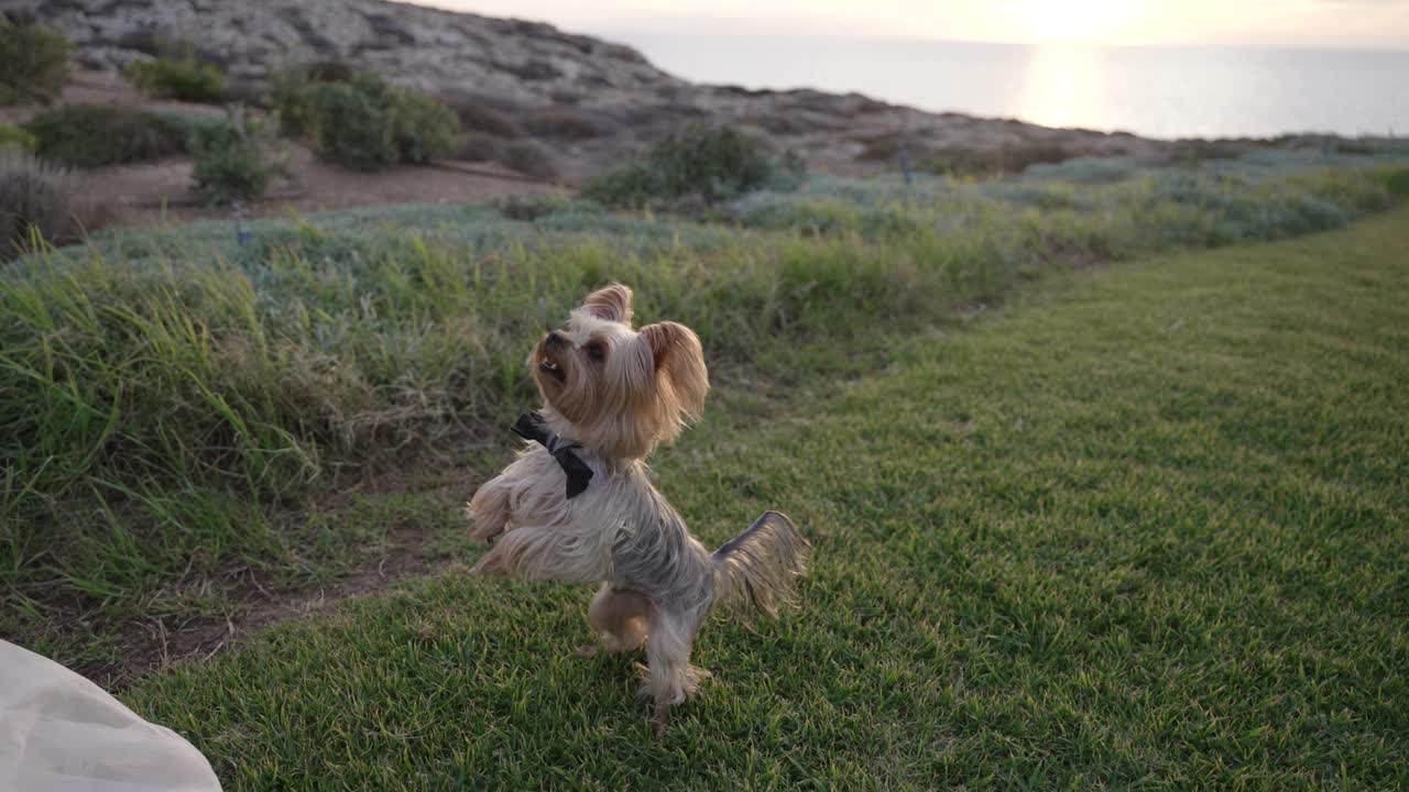 一只戴着领结的约克夏犬站在新娘的脚下。视频素材