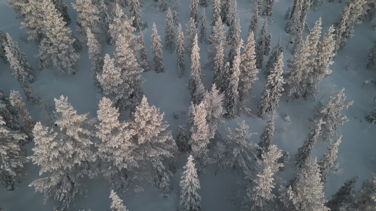 冬季森林景观视频素材