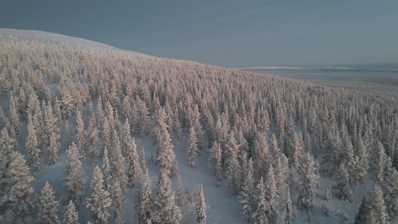 在白雪皑皑的树木上飞翔视频素材