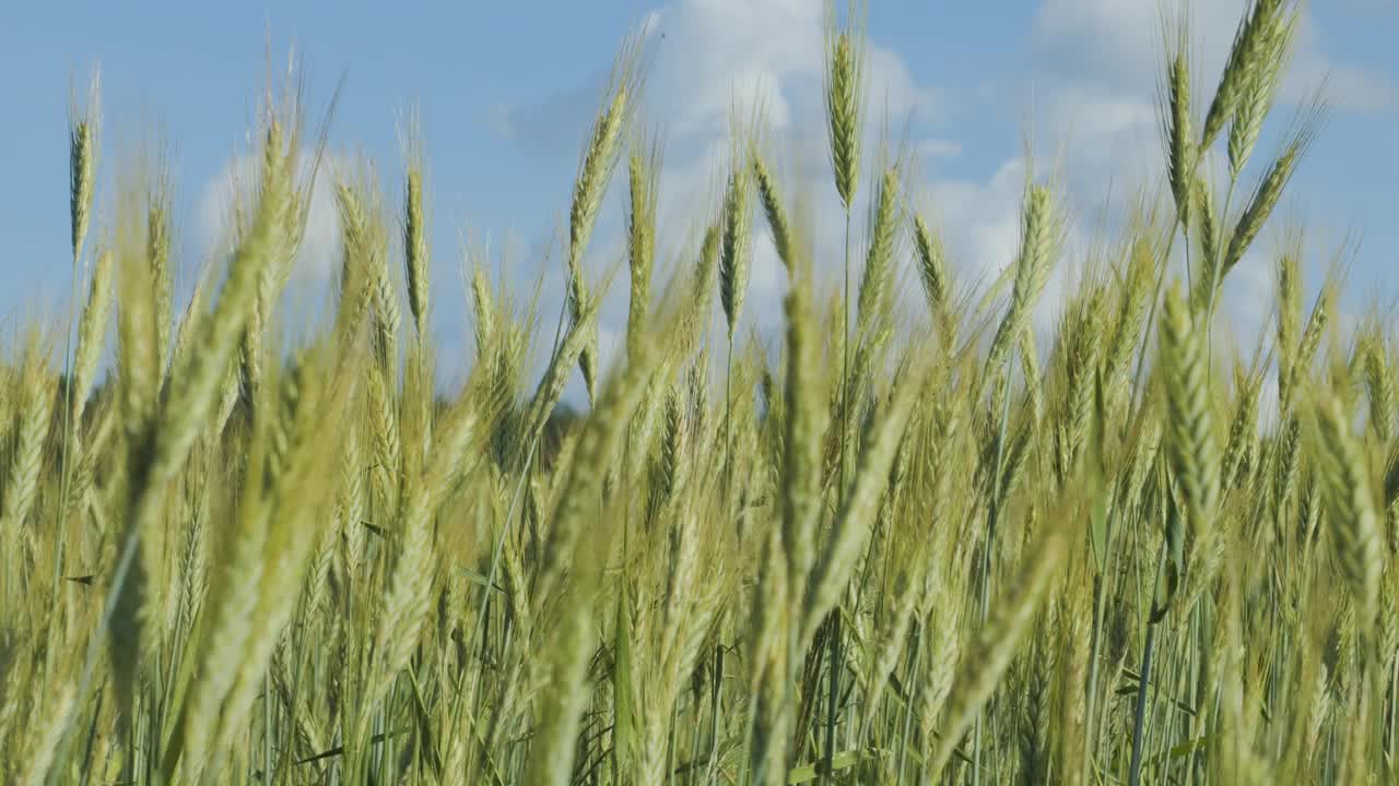 天空云麦田夏季肥沃的背景。小麦的小穗随风摇摆。谷物在夏天成熟。农业经营环境友好型小麦。全球粮食危机。视频素材
