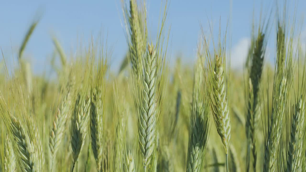 天空云麦田夏季肥沃的背景。小麦的小穗随风摇摆。谷物在夏天成熟。农业经营环境友好型小麦。全球粮食危机。视频素材