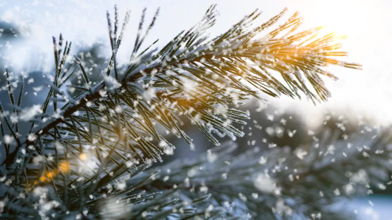 冬季景观与美丽的降雪，电影，冬季太阳，视频循环视频素材