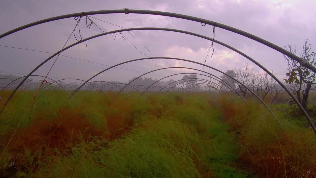 芦笋温室视频素材