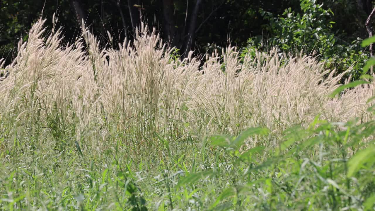 阳光下的风吹草地视频素材