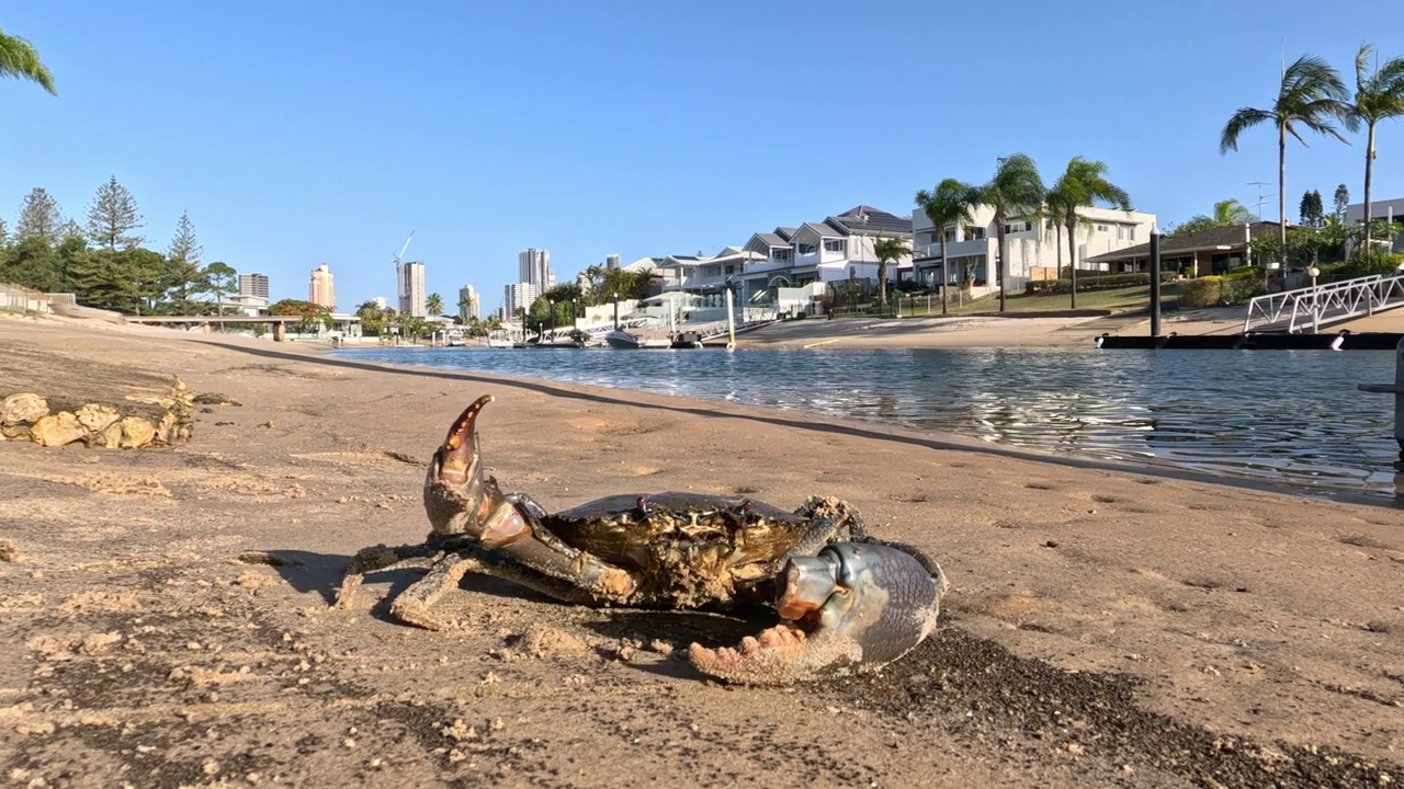 泥蟹的海岸线挣扎视频素材