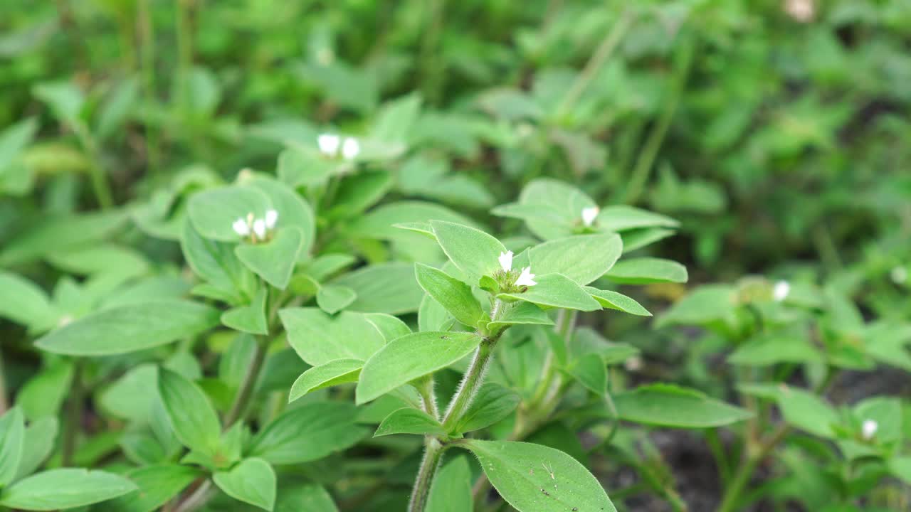 巴西利亚花视频素材