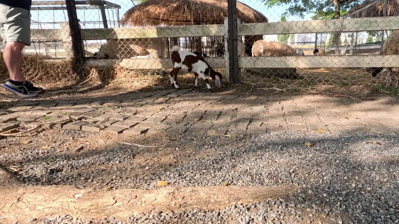 顽皮的小山羊在围栏里嬉戏视频素材