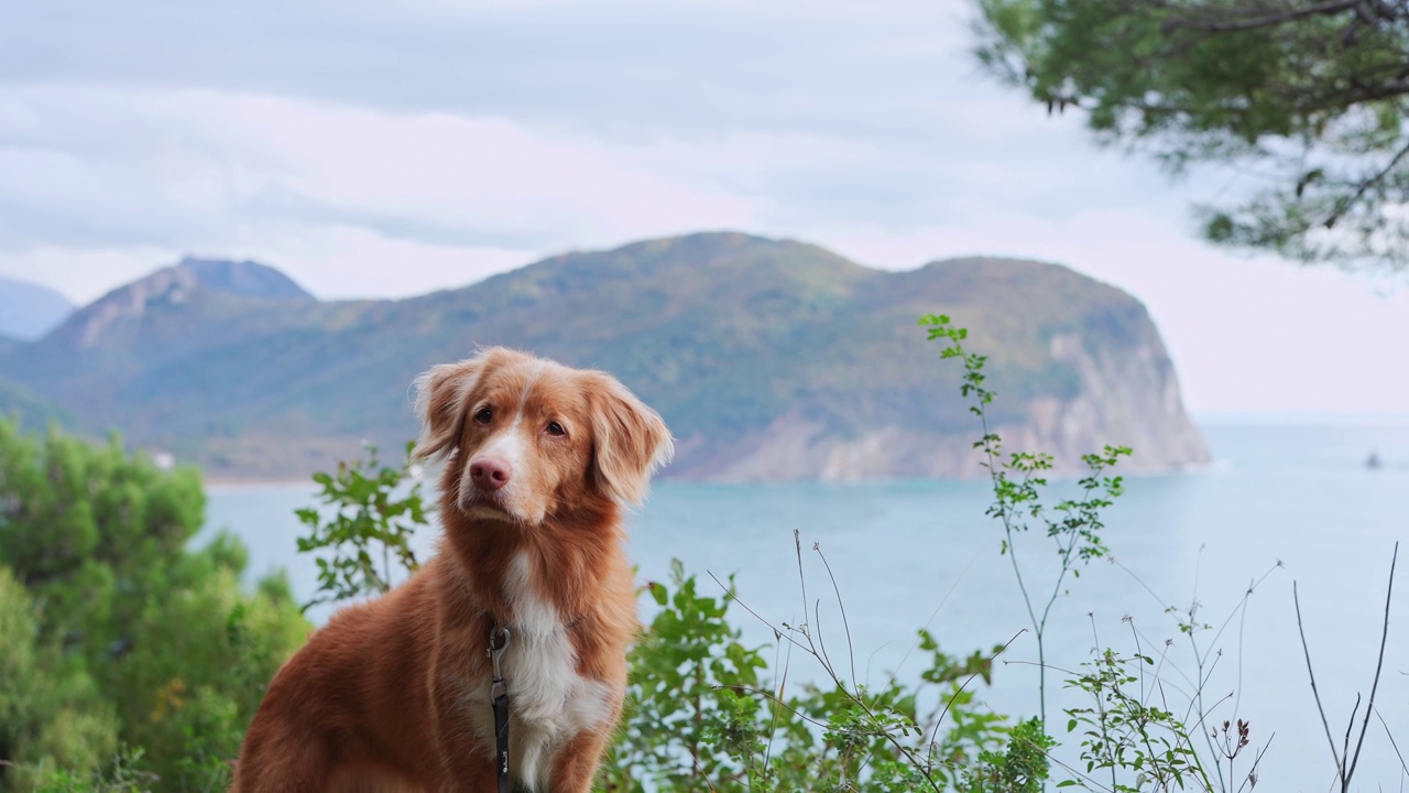 一只泰然自若的新斯科舍鸭鸣猎犬正在勘察海岸景观视频素材