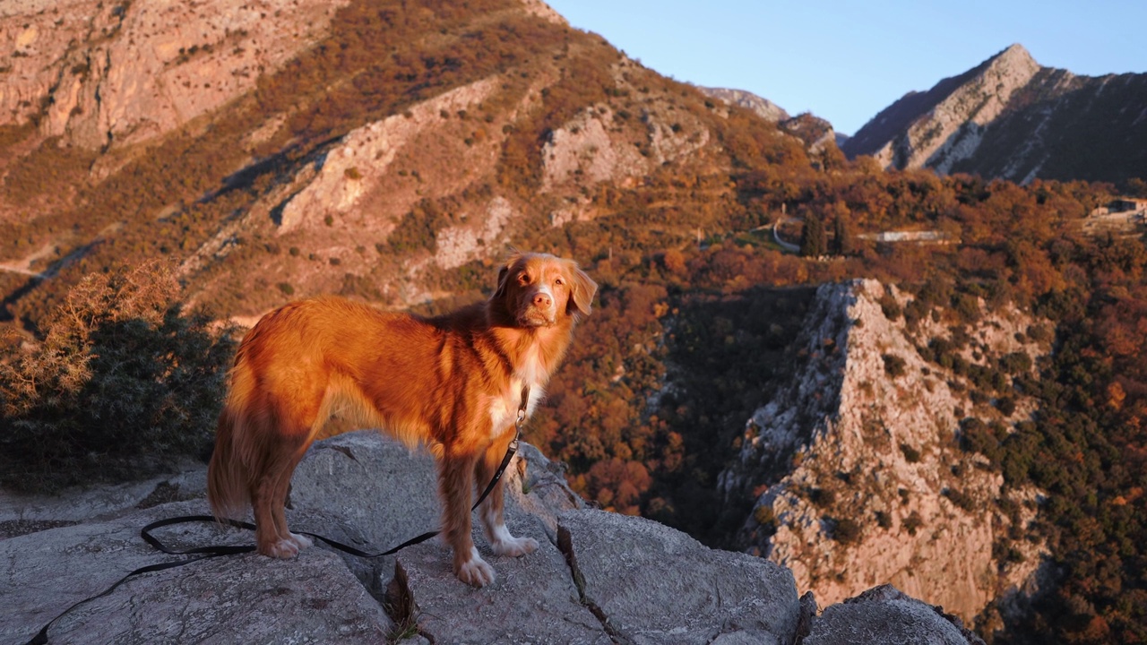 一只新斯科舍叫鸭猎犬栖息在岩石山间的小路上视频素材