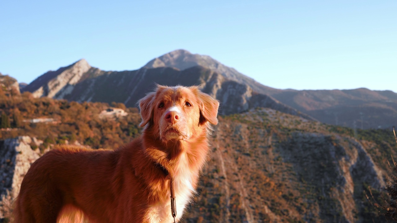 一只新斯科舍叫鸭猎犬栖息在岩石山间的小路上视频素材