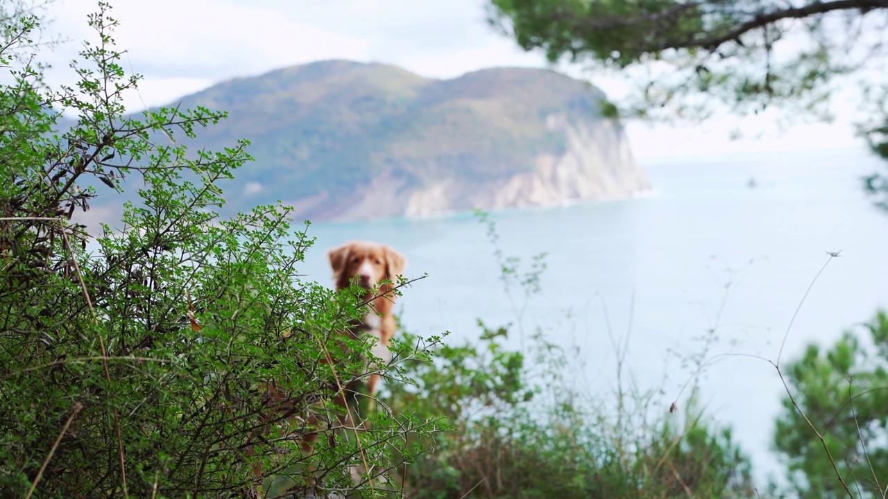 一只新斯科舍省鸭鸣猎犬站在绿色植物中视频素材