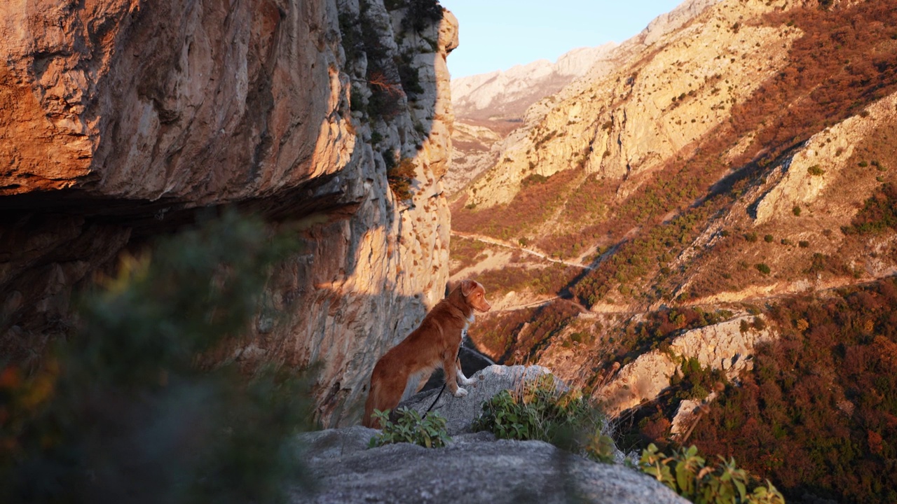 一只新斯科舍叫鸭猎犬栖息在岩石山间的小路上视频素材