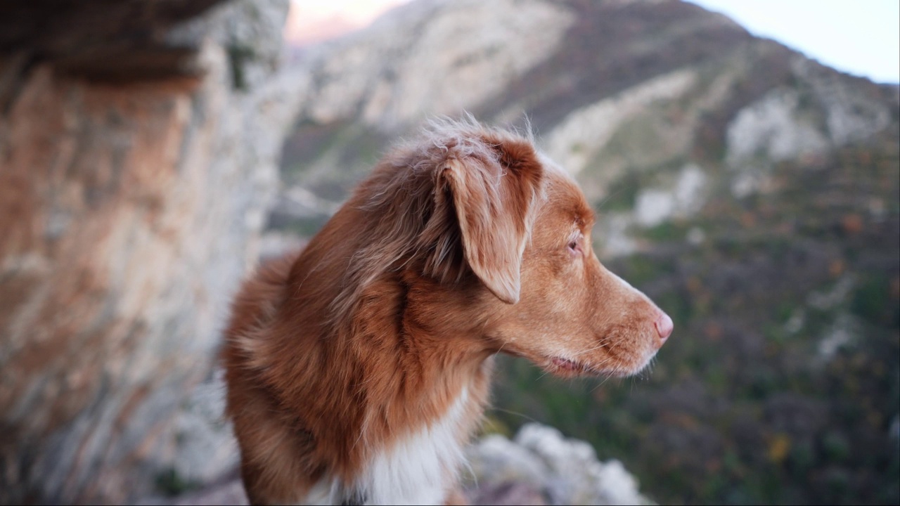 一只新斯科舍叫鸭猎犬栖息在岩石山间的小路上视频素材