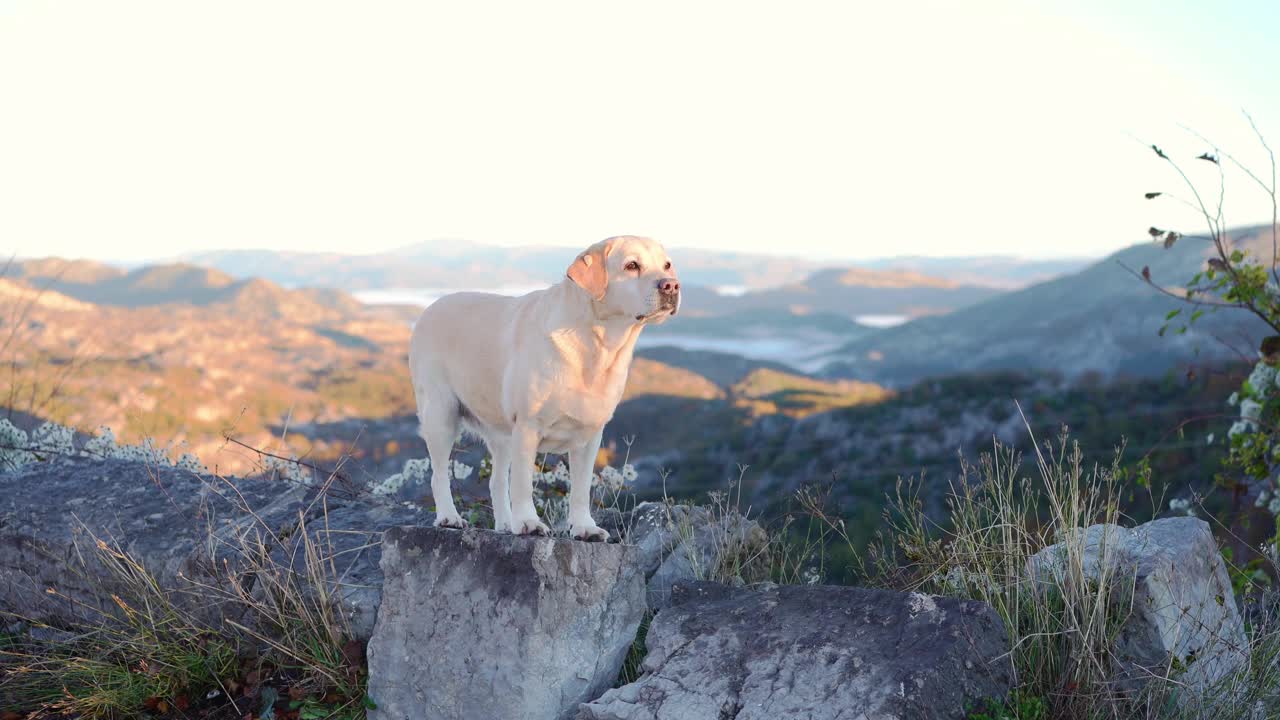 拉布拉多凝视着山脉的地平线，体现了旅行癖视频素材