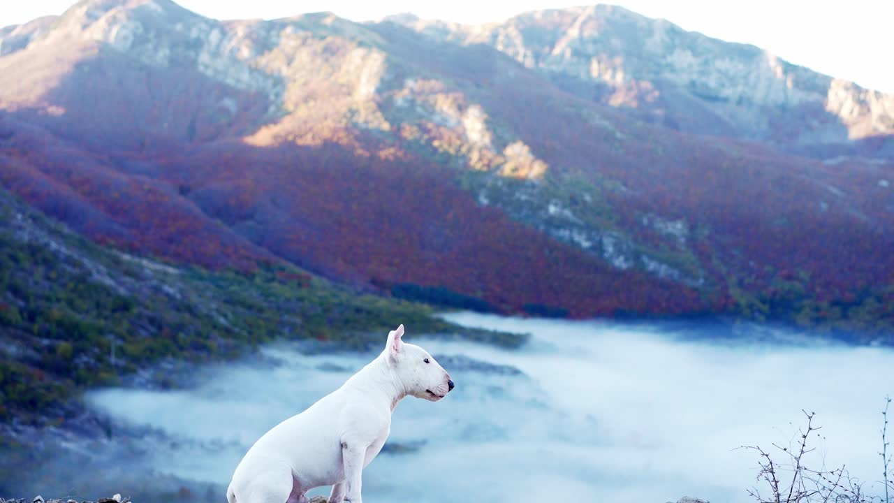 一只警惕性强的斗牛犬审视着这片雾蒙蒙的山脉视频素材