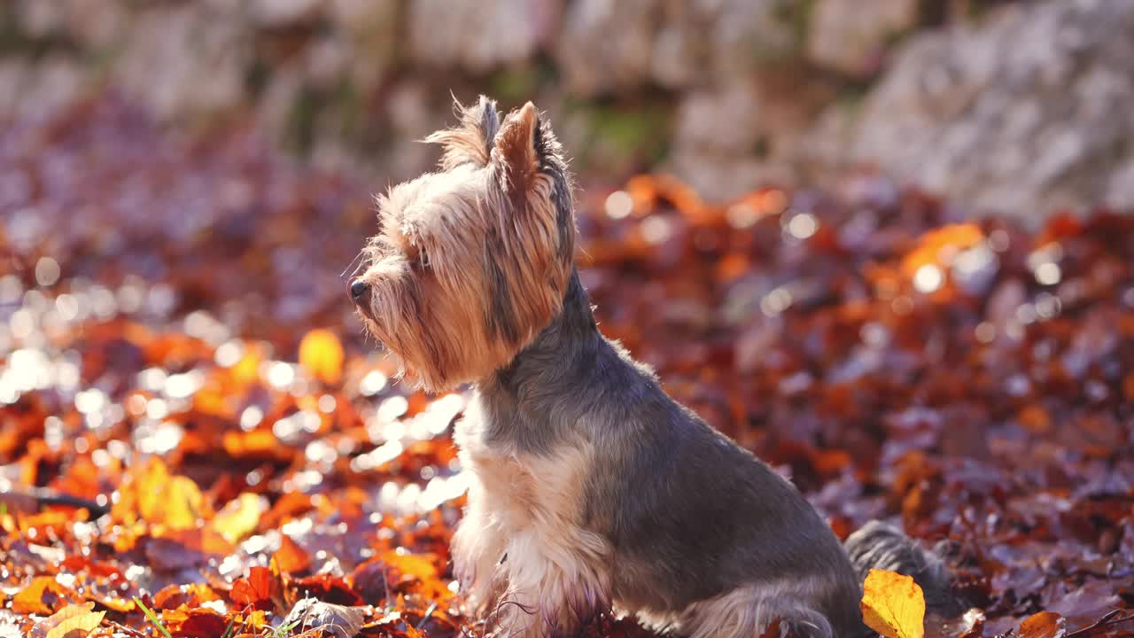 一只约克夏犬向上凝视，周围是秋叶视频素材