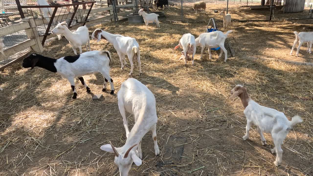 顽皮的山羊在围栏里嬉戏视频素材