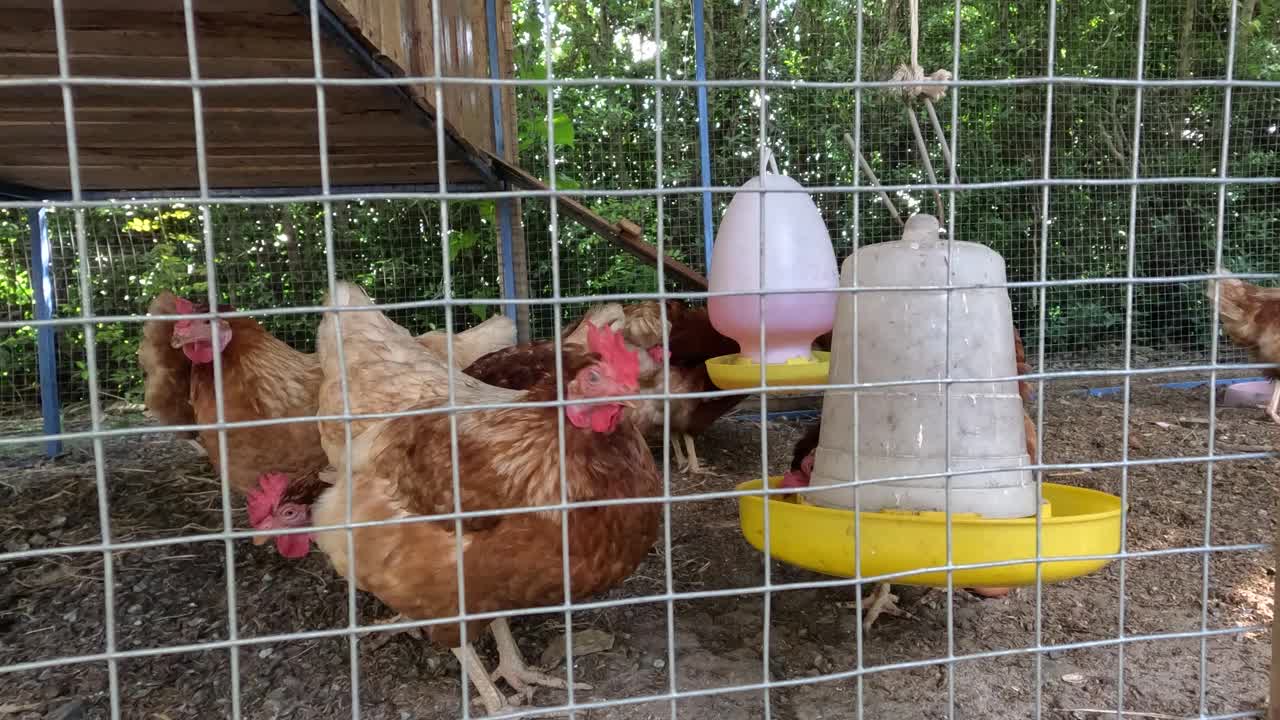 在鸡笼里吃东西的鸡视频素材