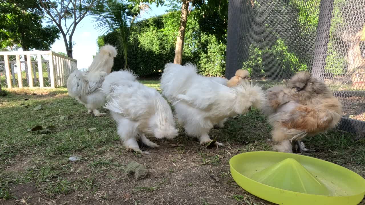 丝质鸡争抢食物视频素材