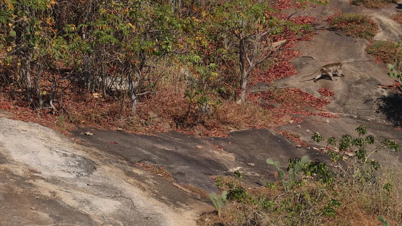 猴子穿过岩石地带视频素材