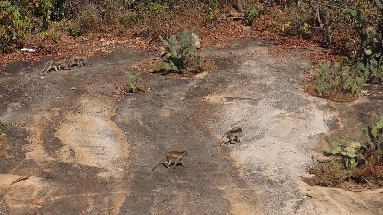 猴子在岩石地形上蹦蹦跳跳视频素材