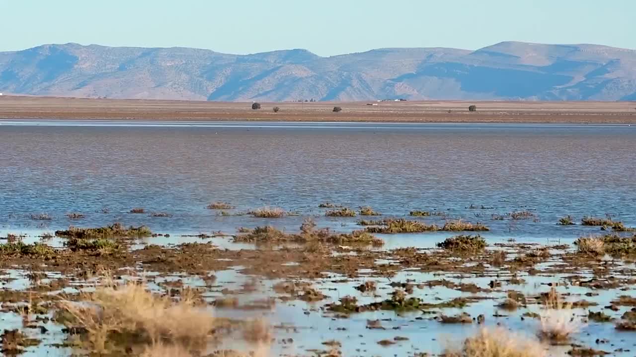 潘拍摄的El Djendli湿地在Batna，阿尔及利亚视频素材