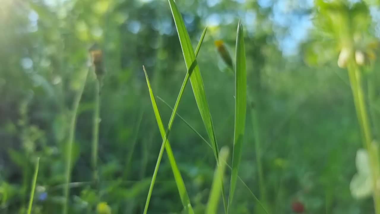 阳光明媚的一天，草地上的绿草，特写。视频素材