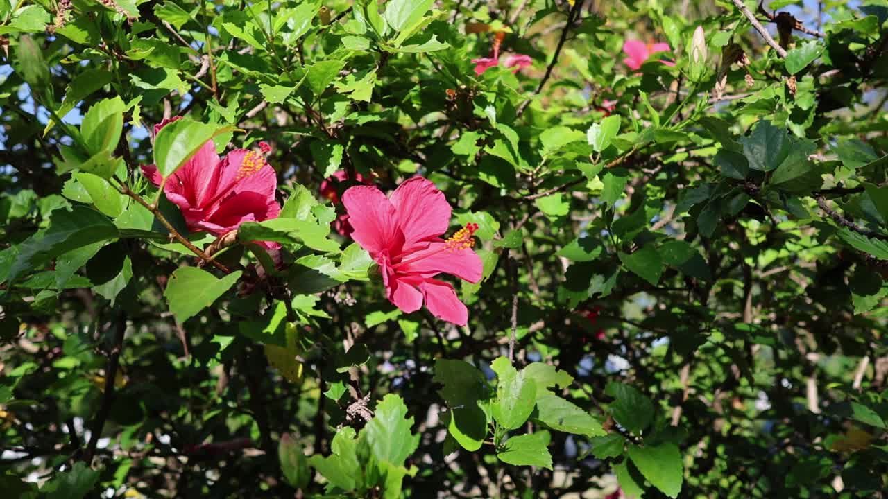 阳光下盛开的芙蓉视频素材