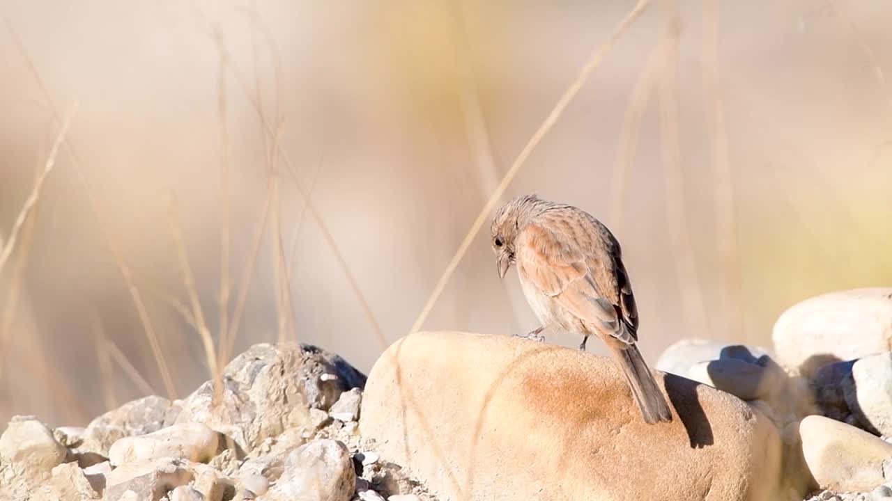 栖息在岩石上的雌性猎兔(Emberiza sahara)视频下载