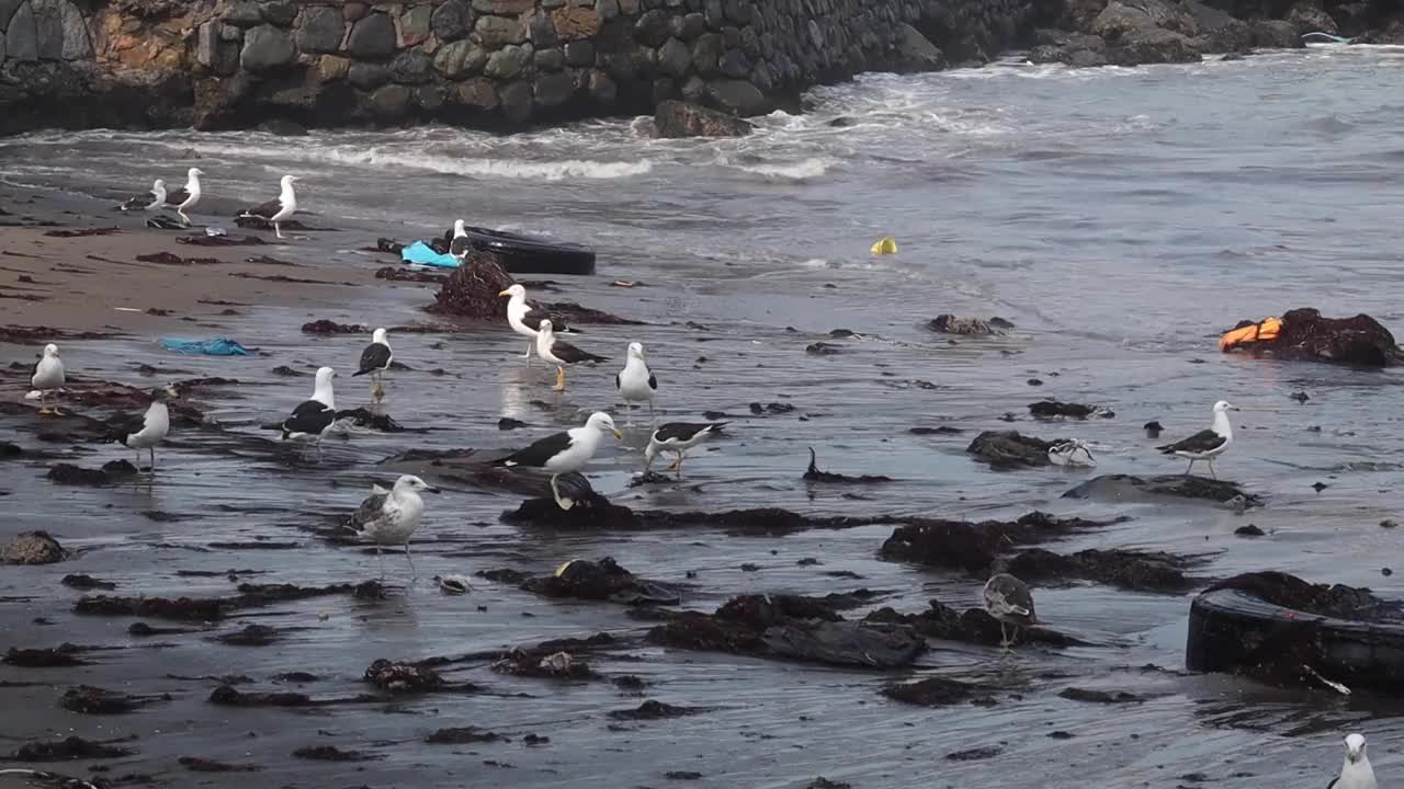 海滩上的海鸥视频素材