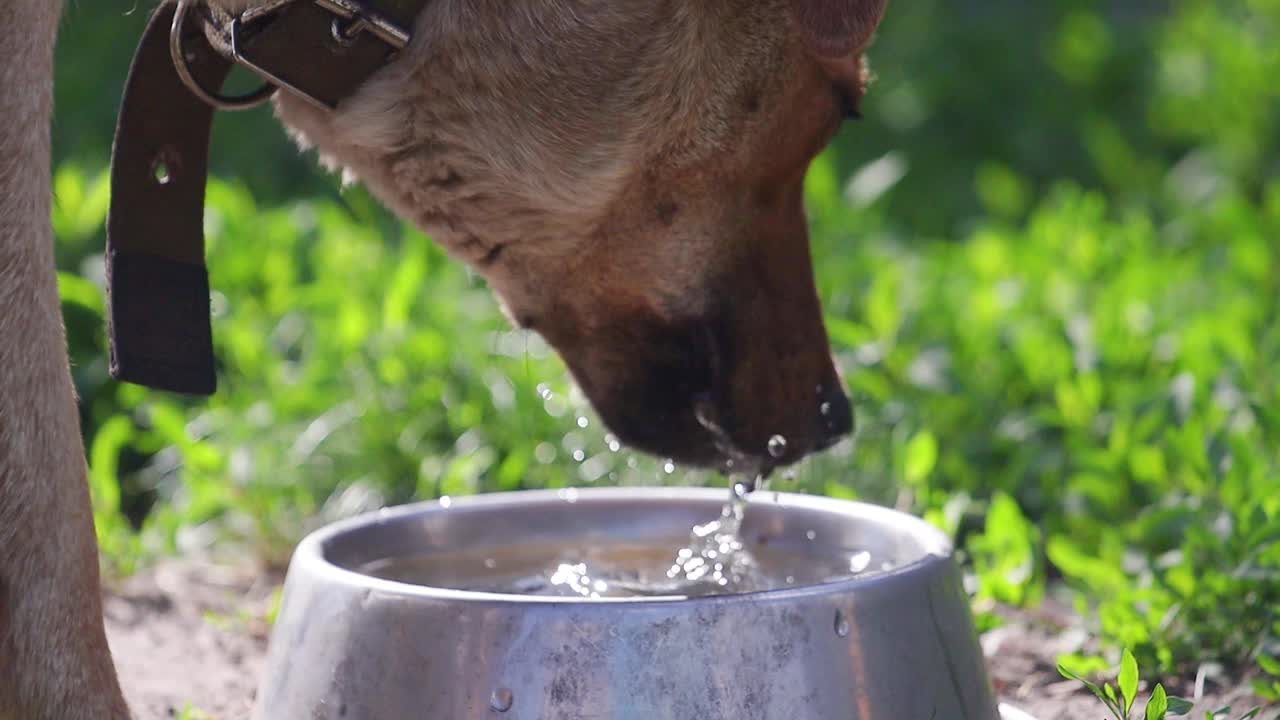 狗狗特写，喝水慢动作视频素材