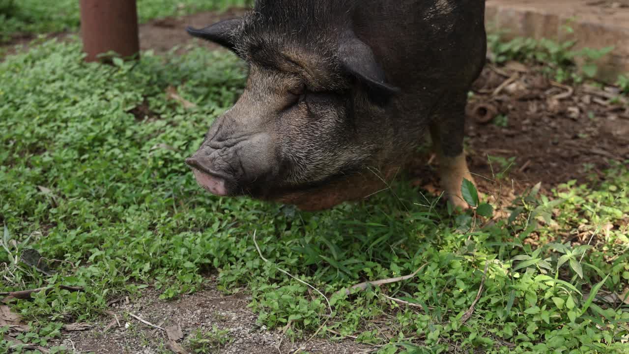 小猪在户外享受小吃视频素材