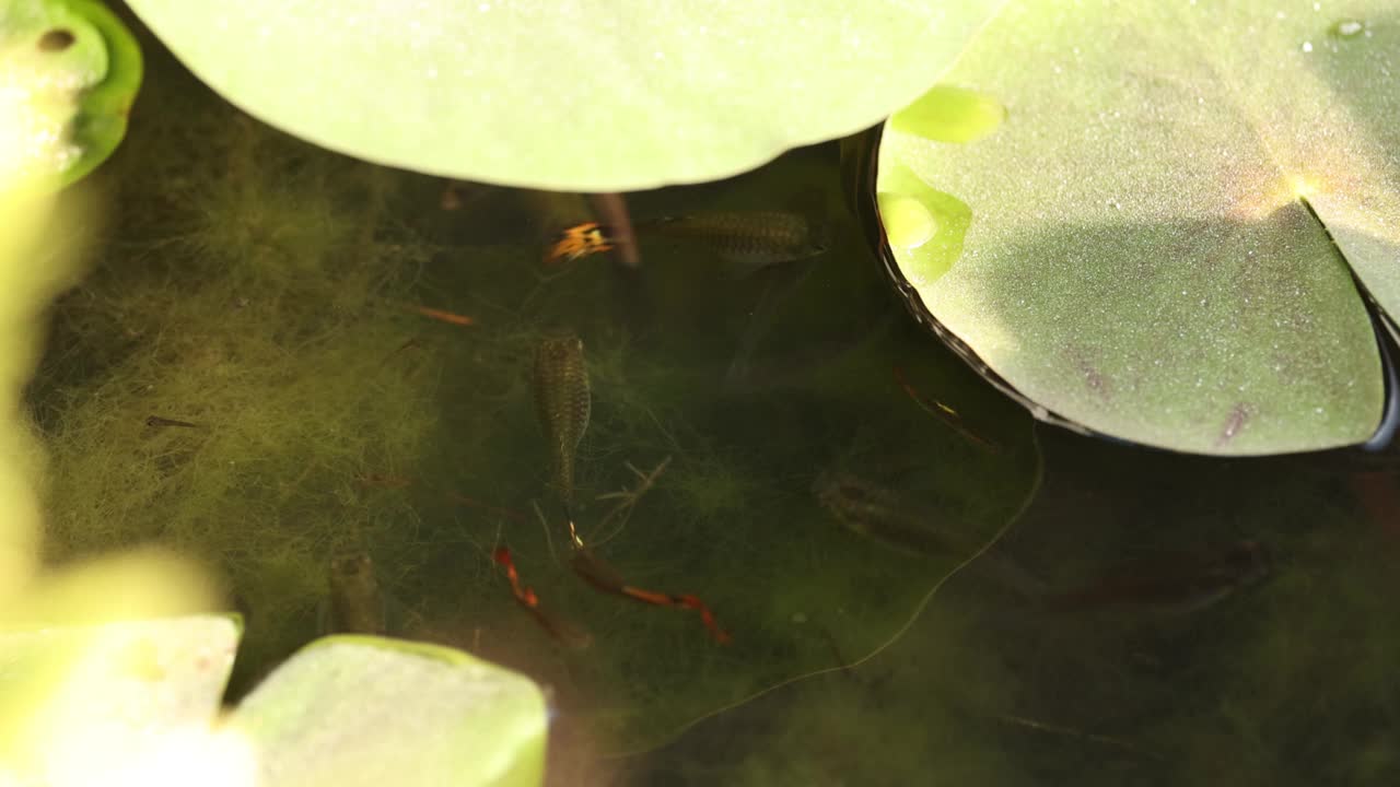 池塘生物:睡莲和鱼视频素材