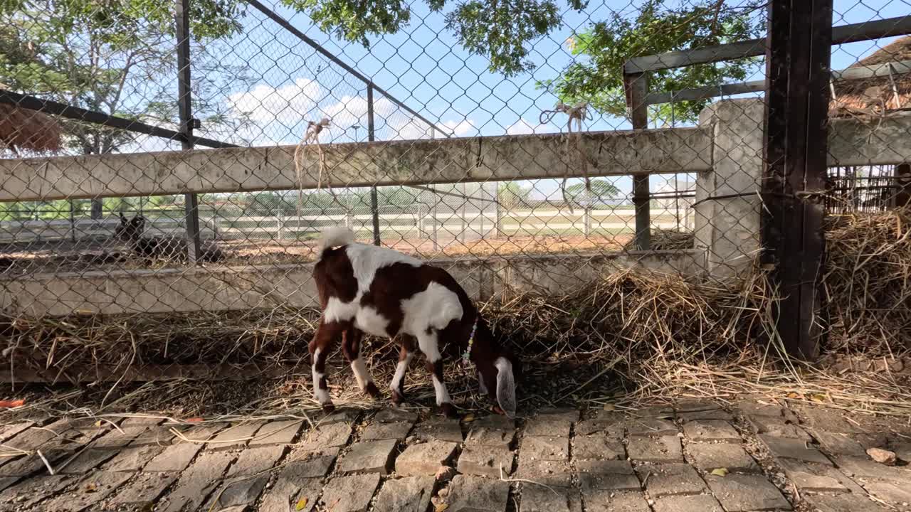 小山羊在围栏里走来走去。视频素材