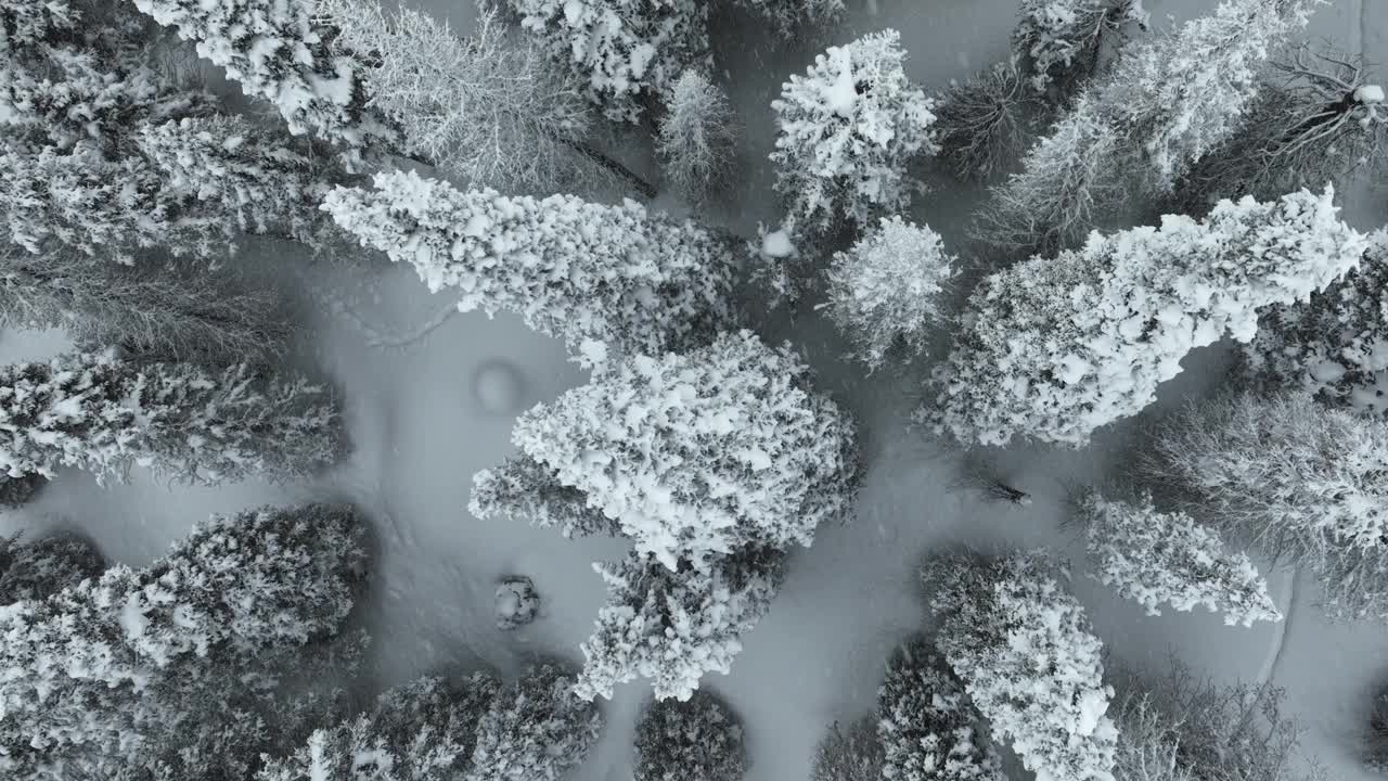 飞越犹他州一片白雪覆盖的森林视频素材