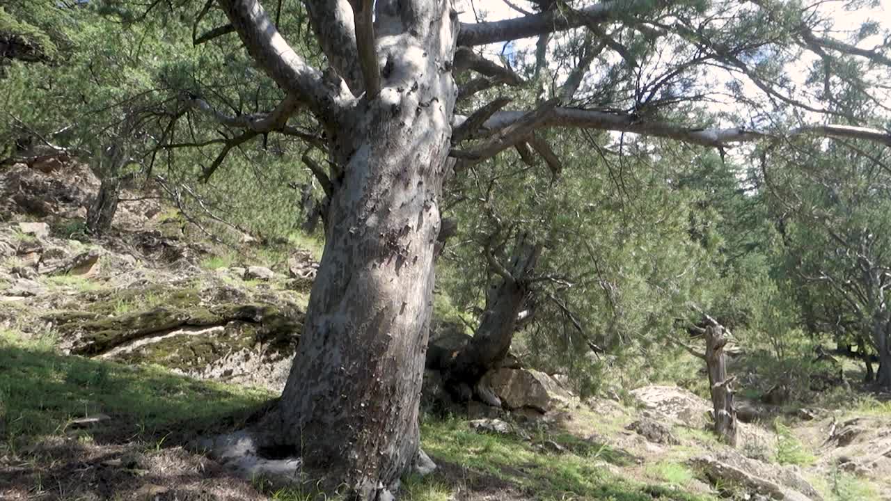 喜马偕尔邦森林里的一棵巨大的Deodar雪松，树干上长出了新的树干视频素材