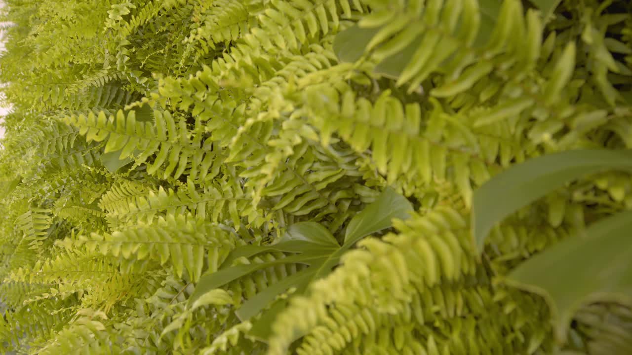 由树叶和蕨类植物组成的活墙视频素材