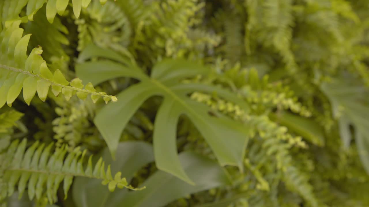 由树叶和蕨类植物组成的活墙视频素材