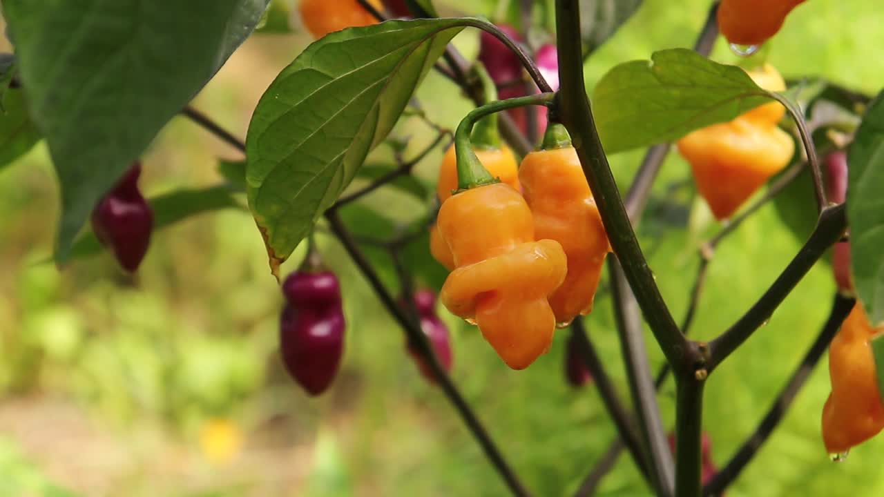 辣椒品种在生长阶段的一丛夏天在花园里的特写视频下载