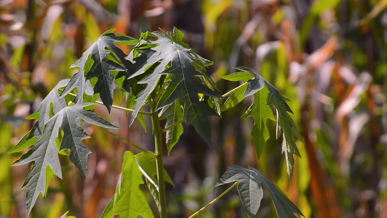 拍在树上的木瓜叶子上。花园里生长的植物视频素材