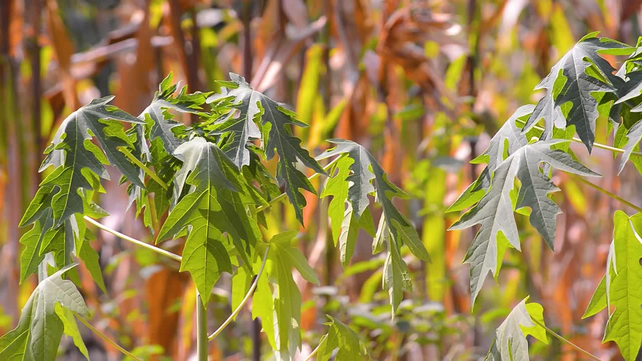 拍在树上的木瓜叶子上。花园里生长的植物视频素材