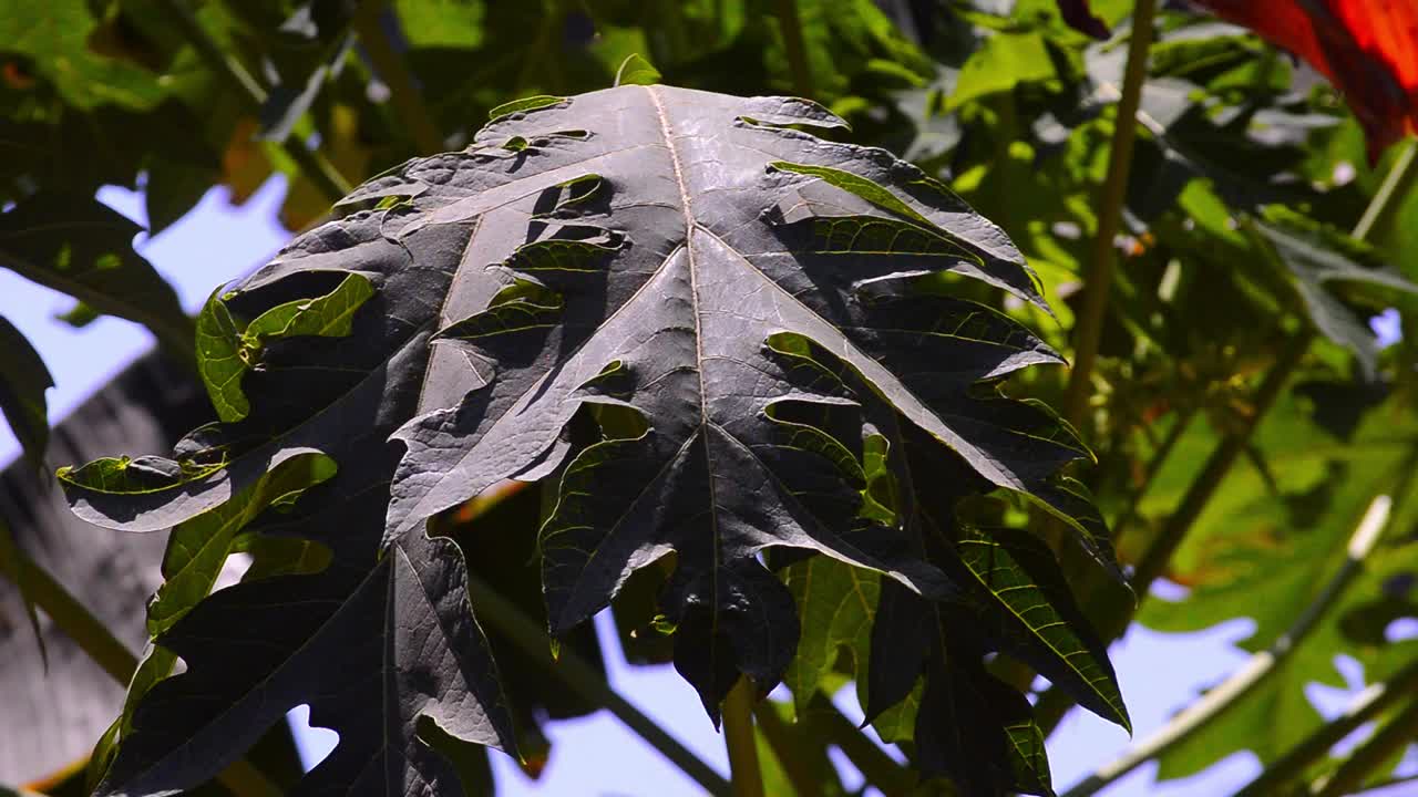 拍在树上的木瓜叶子上。花园里生长的植物视频素材