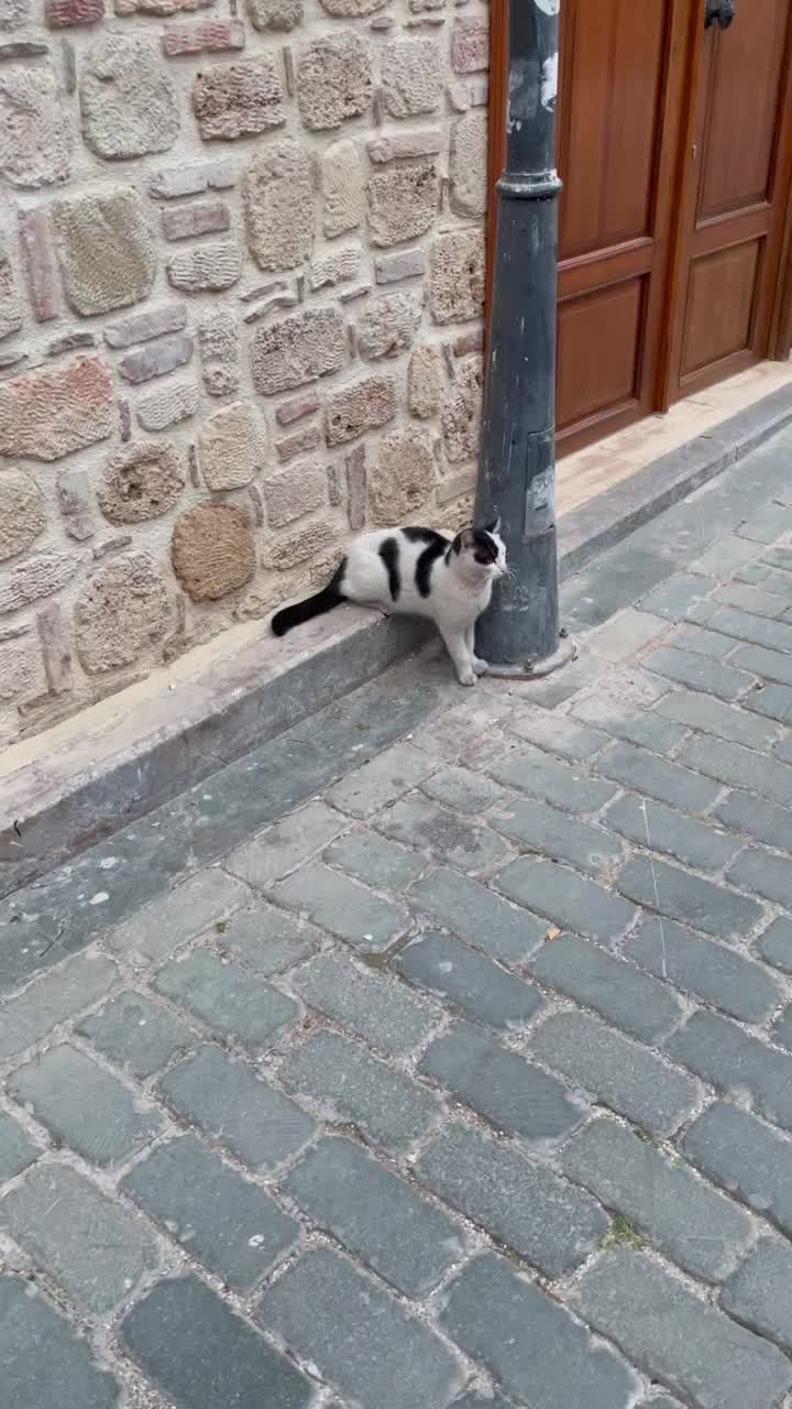 那只猫正摆着一个滑稽的姿势坐着视频素材