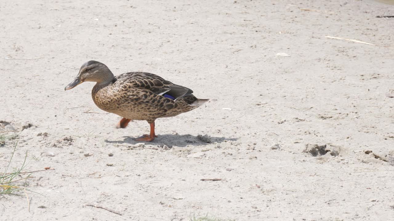 鸭子在海滩上散步。视频素材