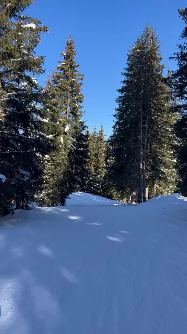 在法国阿尔卑斯山的森林里滑雪。视频素材