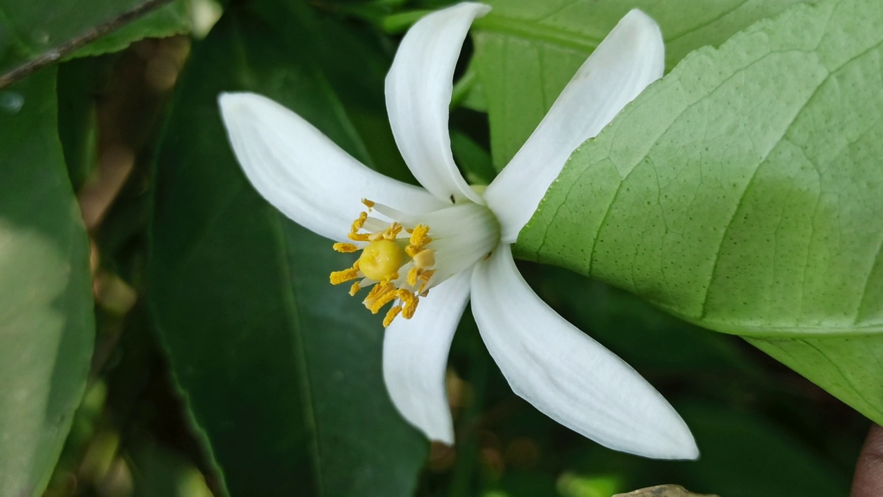 橘子树上的花视频素材