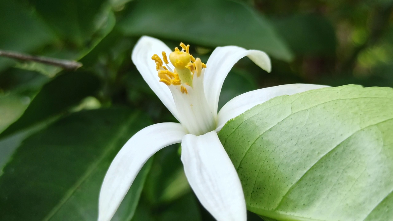 橘子树上的花视频素材